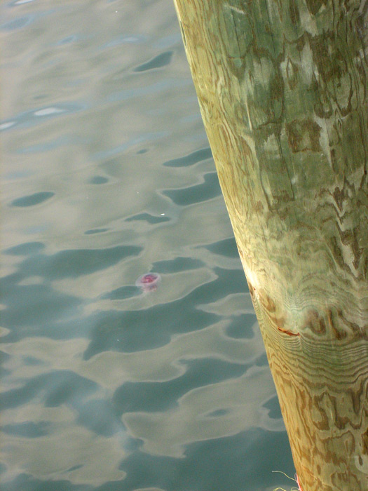 Jellyfish!